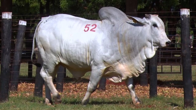 Lote 52