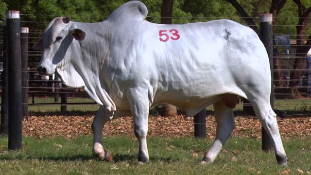 Lote 53