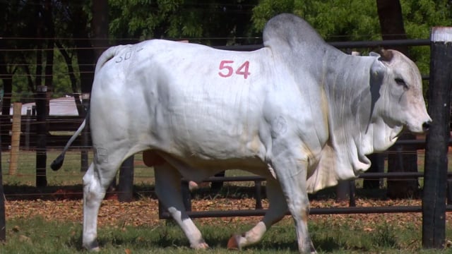 Lote 54