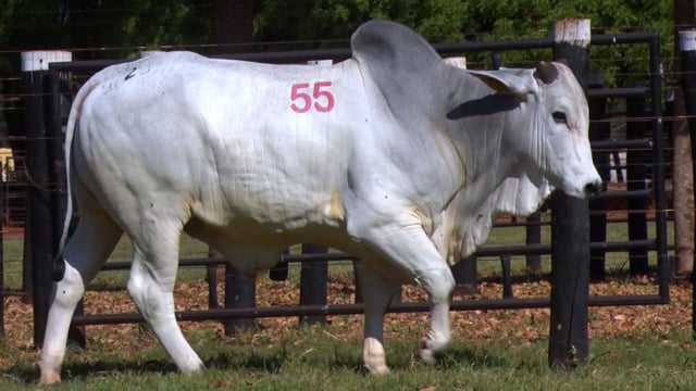 Lote 55