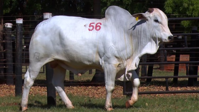 Lote 56