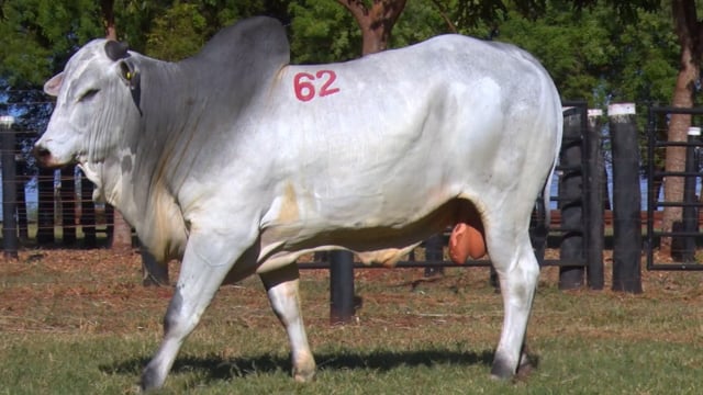 Lote 62