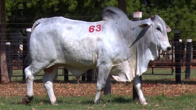 Lote 63