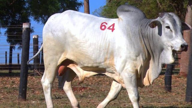 Lote 64