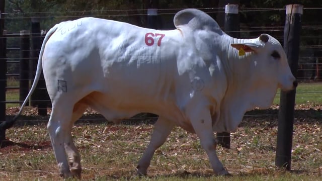 Lote 67