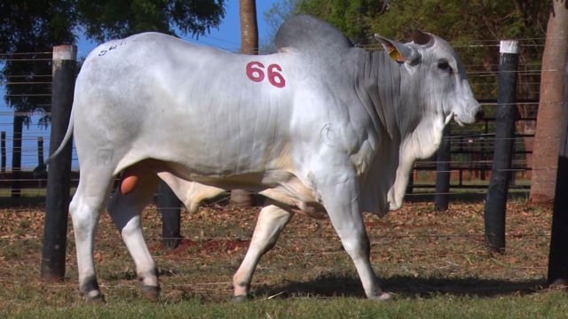 Lote 66