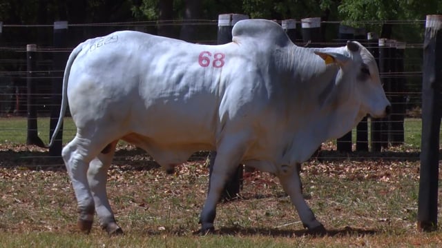 Lote 68