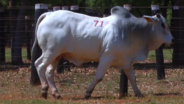 Lote 71