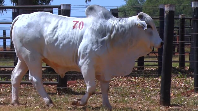 Lote 70