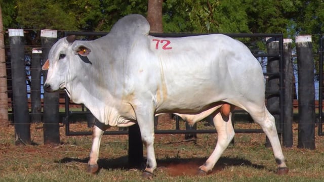 Lote 72