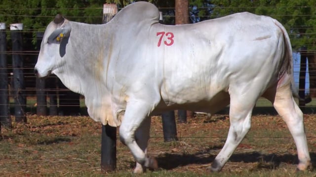 Lote 73