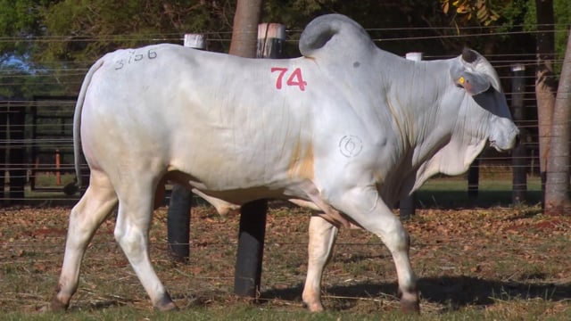 Lote 74