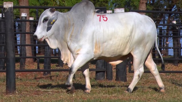 Lote 75