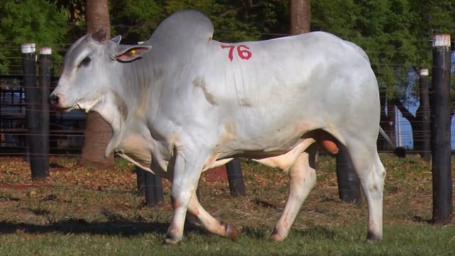 Lote 76