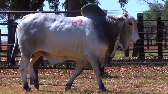 Lote 82