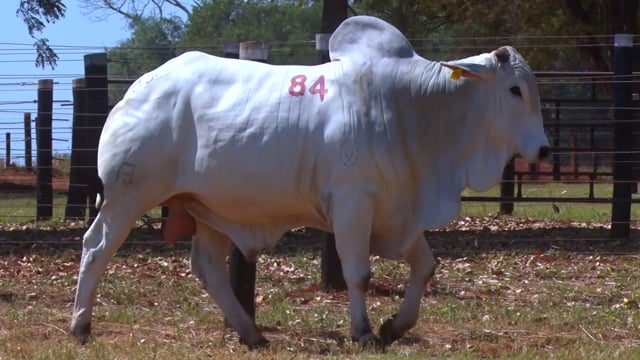 Lote 84