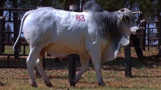 Lote 83