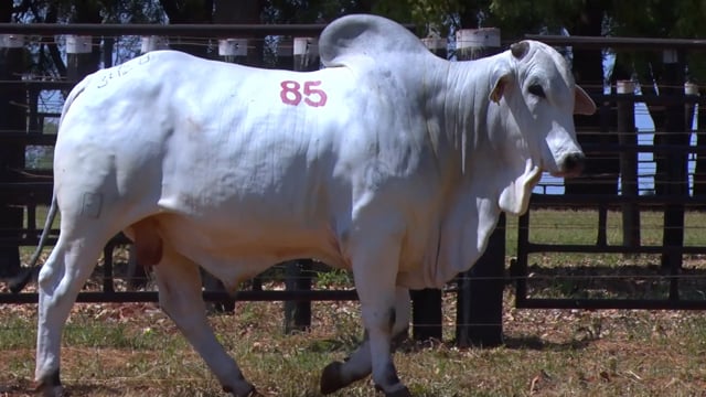 Lote 85