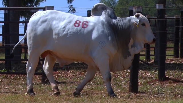 Lote 86