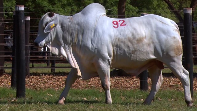Lote 92
