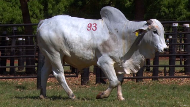 Lote 93
