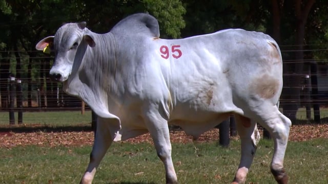 Lote 95