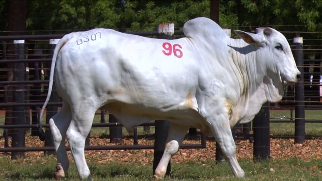 Lote 96