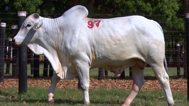 Lote 97