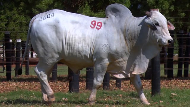 Lote 99