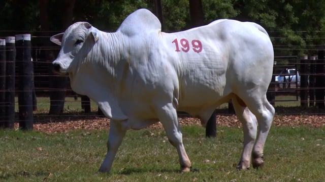 Lote 199