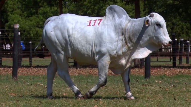 Lote 117