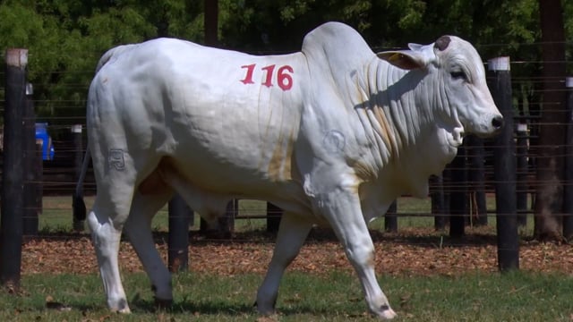 Lote 116