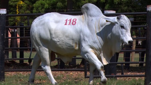 Lote 118