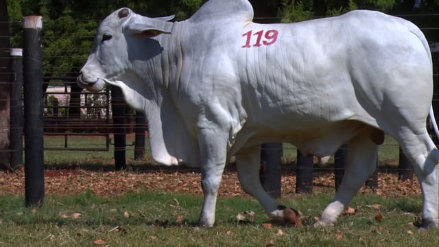 Lote 119