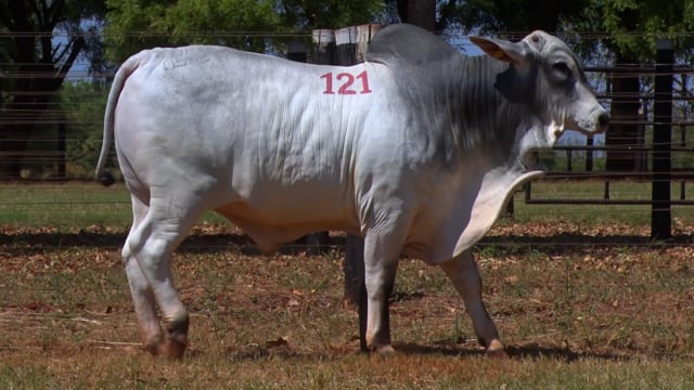 Lote 121