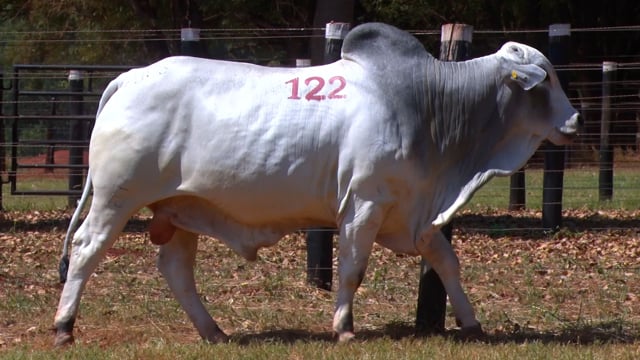 Lote 122