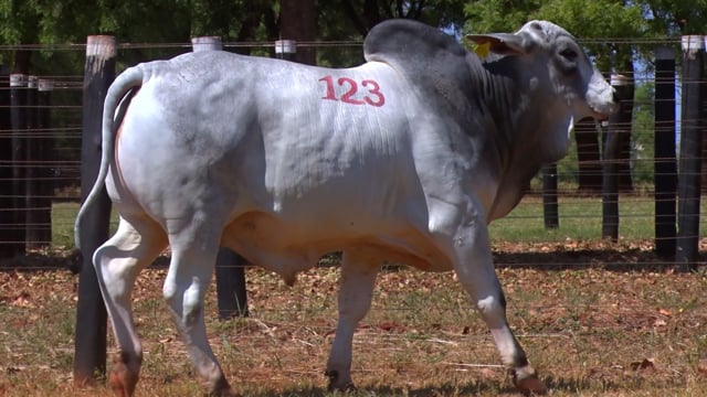 Lote 123