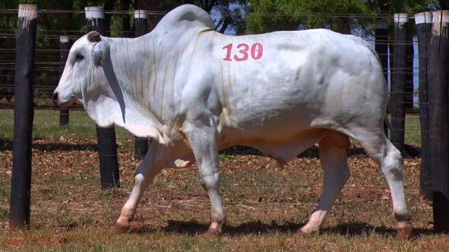 Lote 130