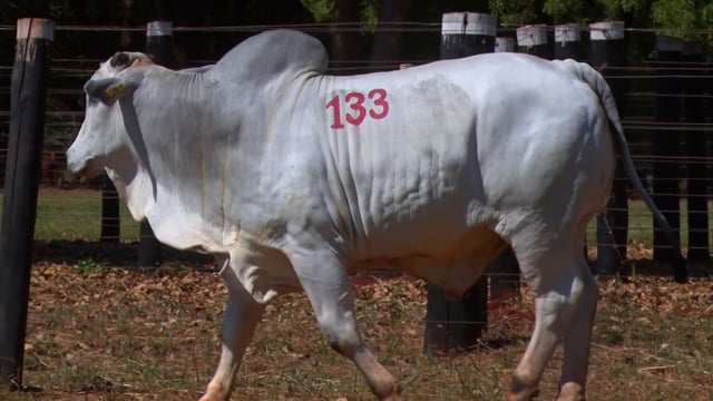 Lote 133