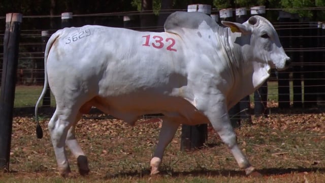 Lote 132