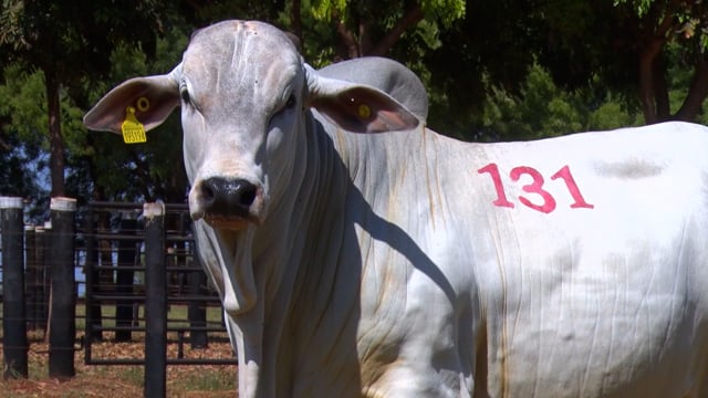 Lote 131