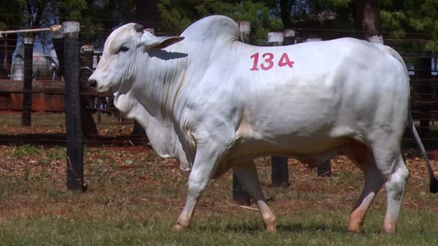 Lote 134