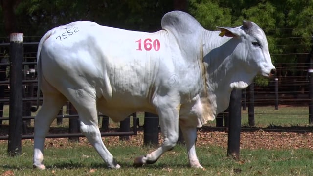 Lote 160