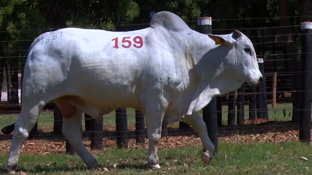 Lote 159