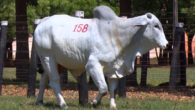 Lote 158