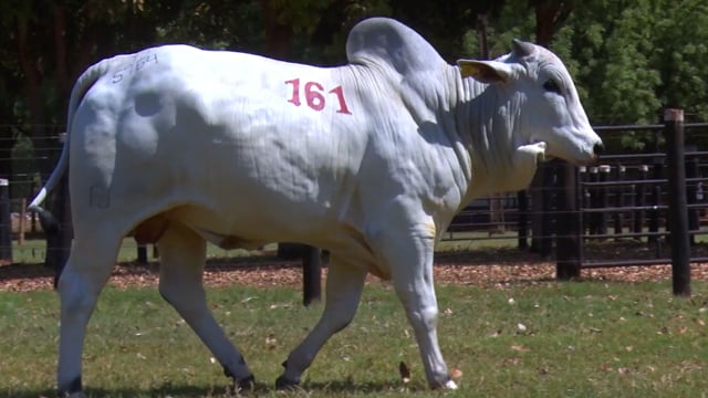 Lote 161