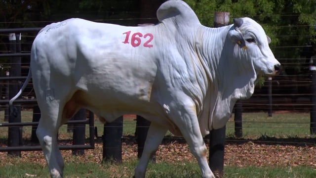 Lote 162