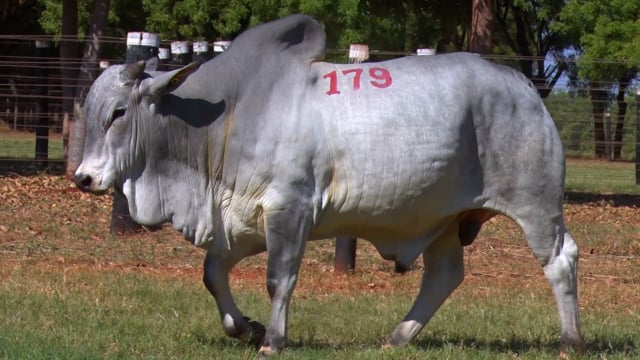 Lote 179