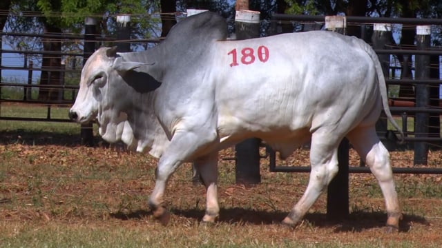 Lote 180