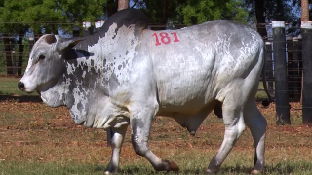 Lote 181
